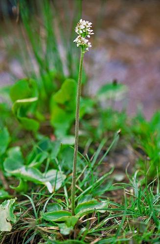 Micranthes rhomboidea (Micranthes rhomboidea)