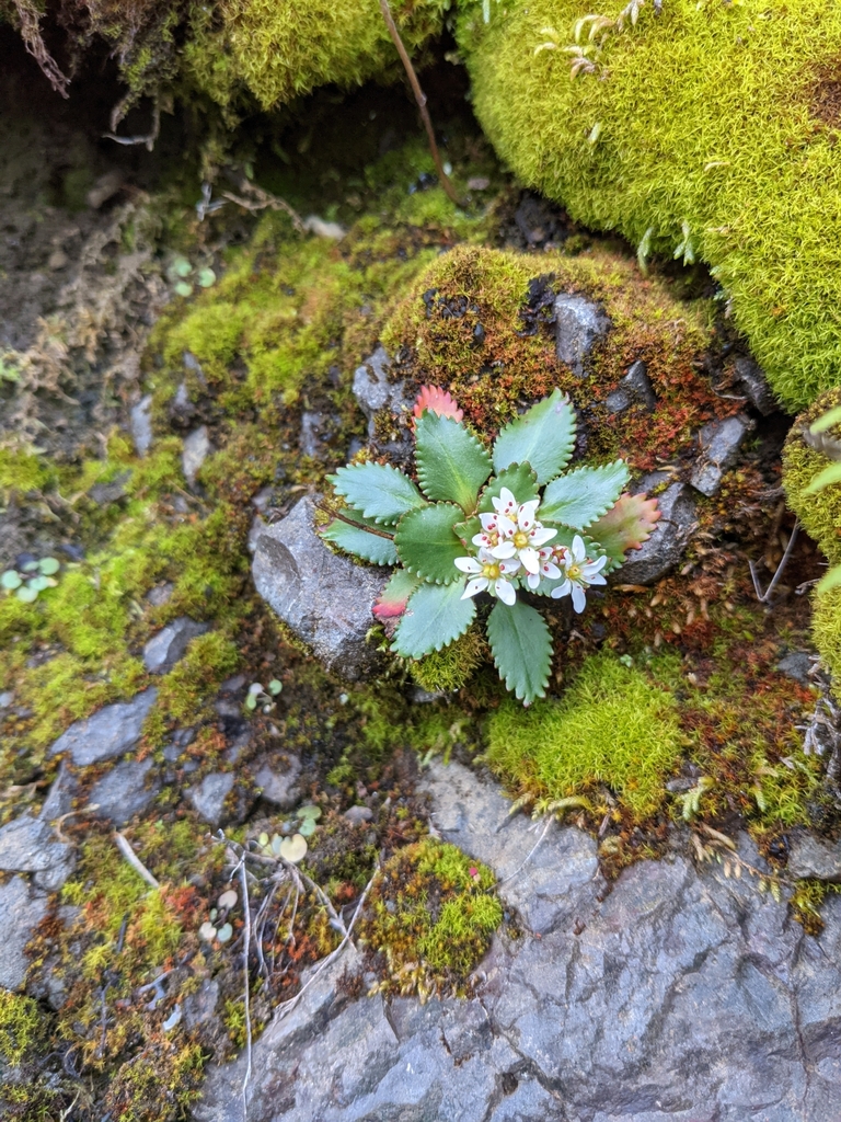 Micranthes rufidula (Micranthes rufidula)