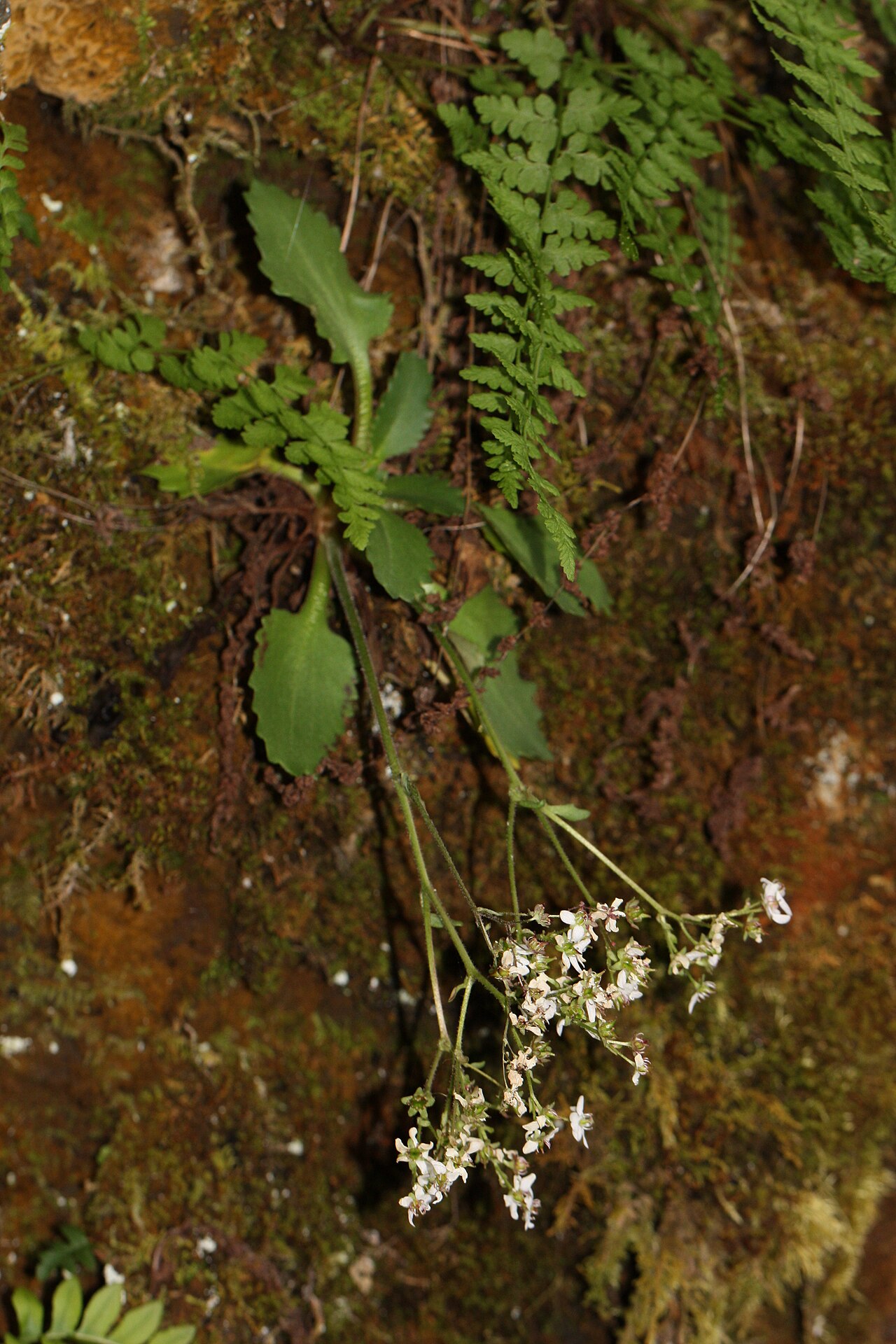Micranthes rufidula: Rustyhair Saxifrage