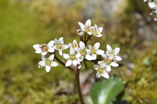 Micranthes rufidula (Micranthes rufidula)