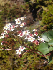 Micranthes rufidula (Micranthes rufidula)