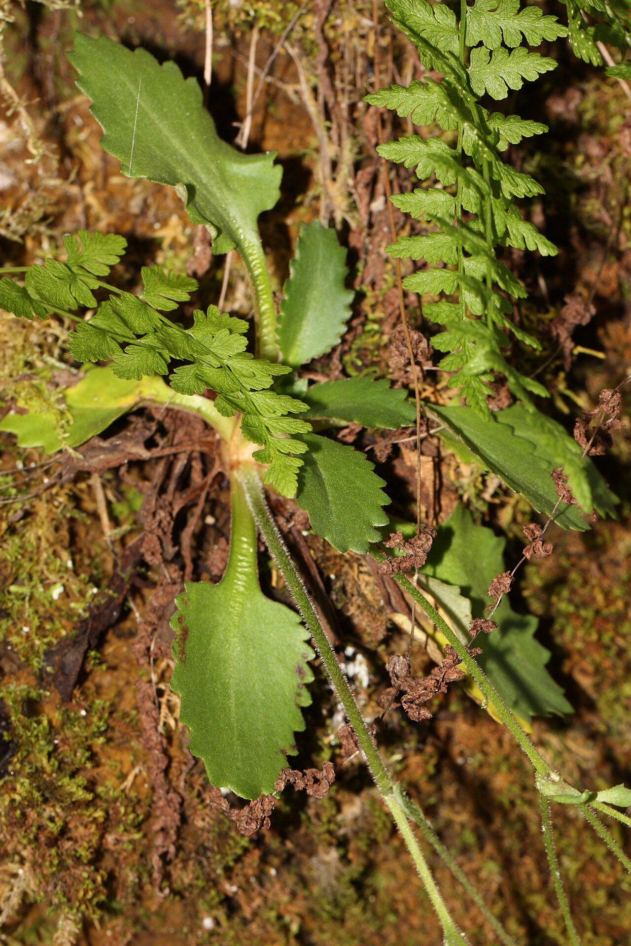 Micranthes rufidula: Rustyhair Saxifrage