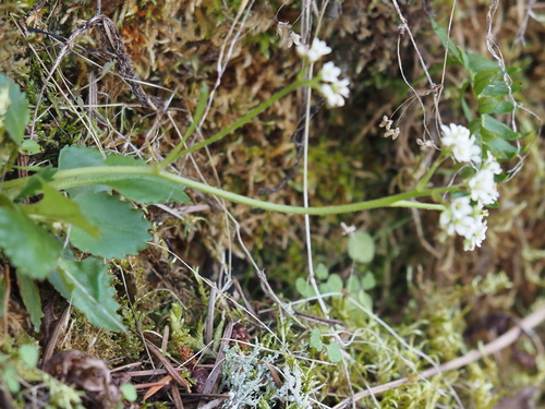 Micranthes rufidula (Micranthes rufidula)