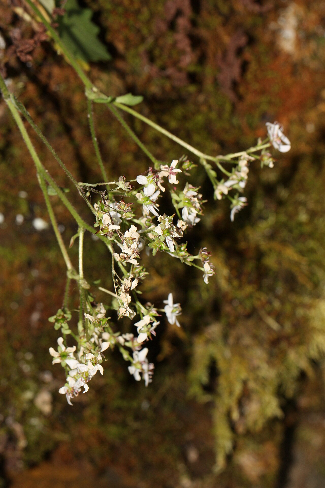 Micranthes rufidula: Rustyhair Saxifrage