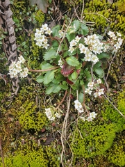 Micranthes rufidula (Micranthes rufidula)