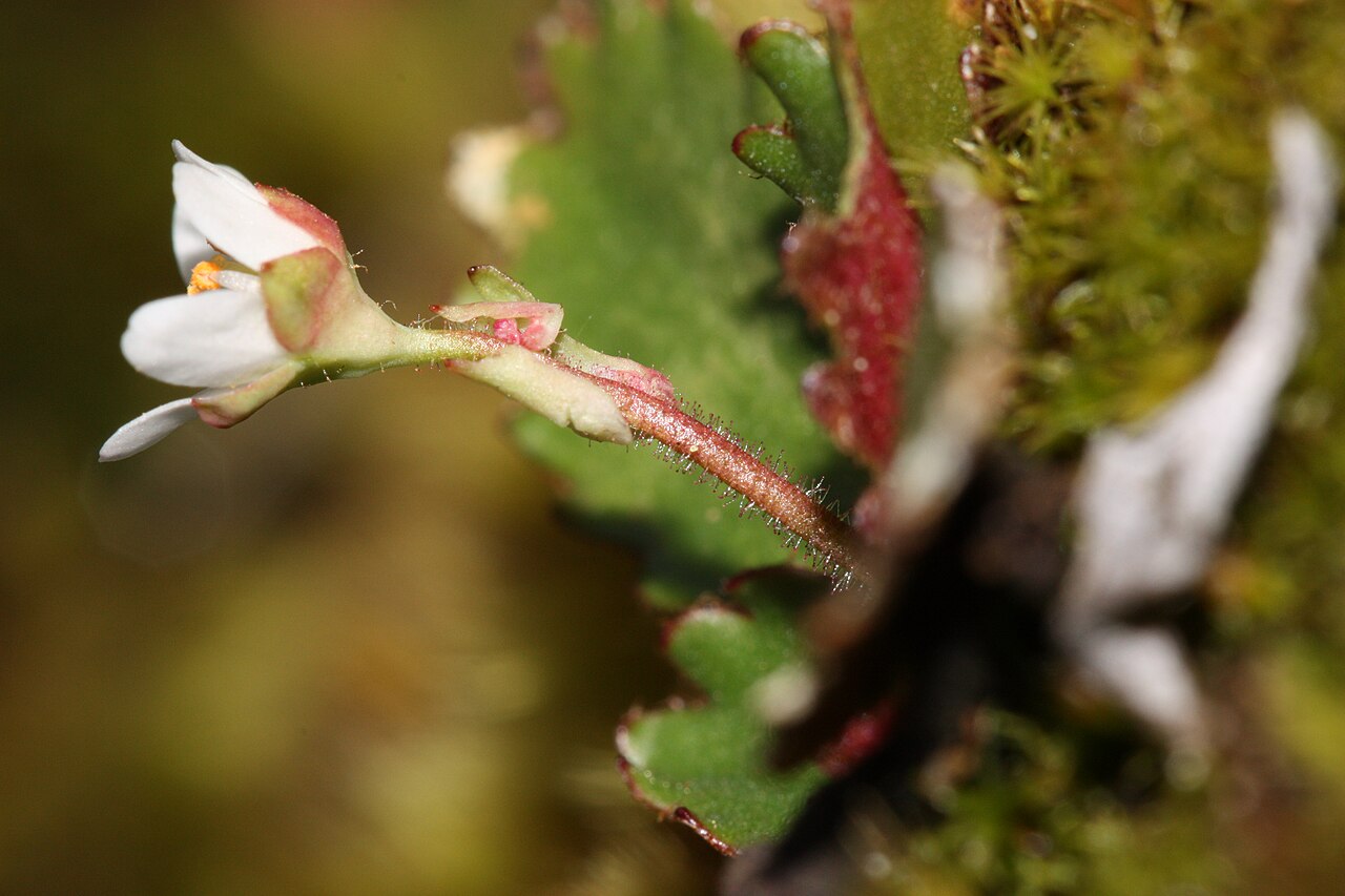 Micranthes rufidula: Rustyhair Saxifrage