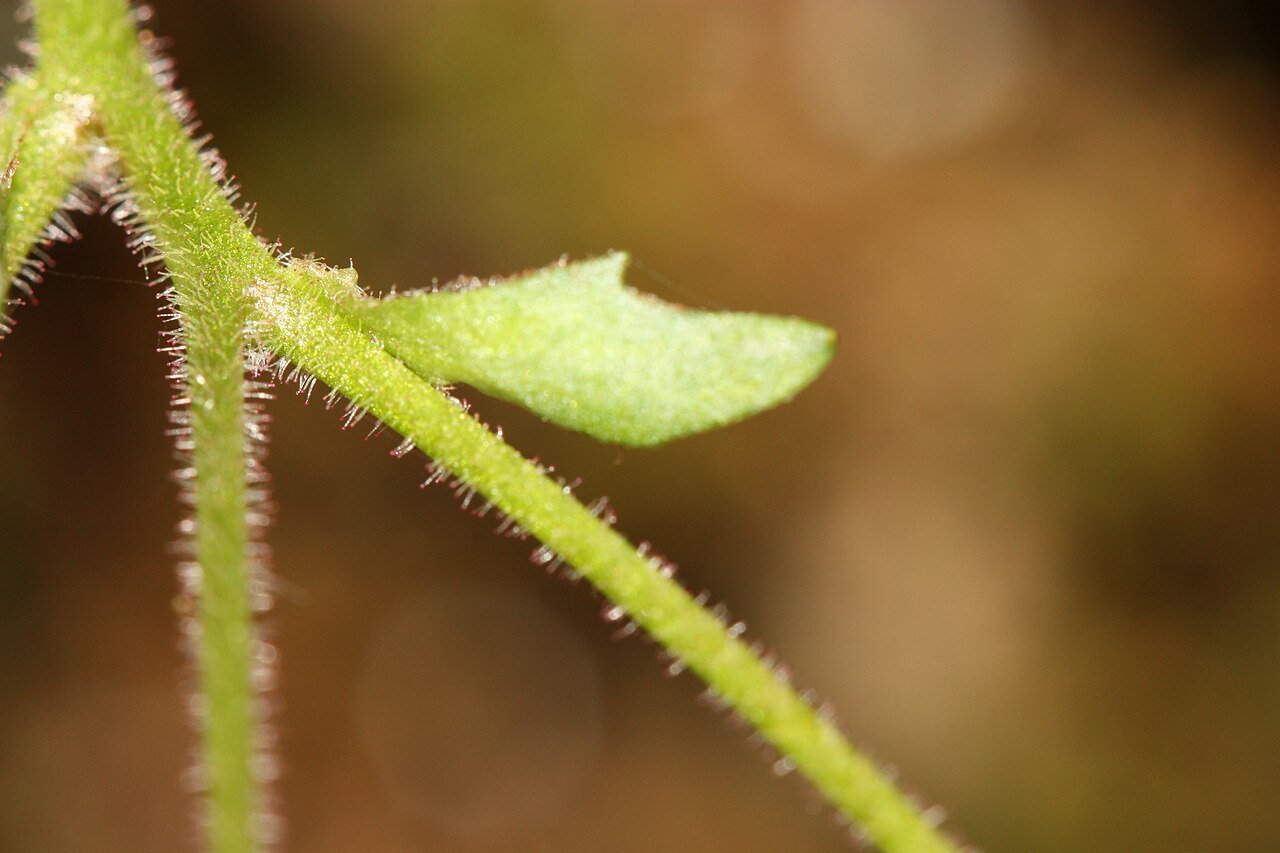 Micranthes rufidula: Rustyhair Saxifrage