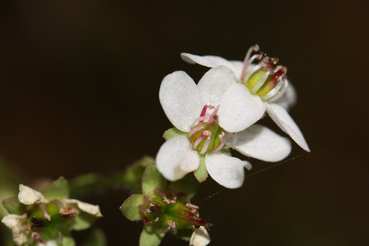 Micranthes rufidula: Rustyhair Saxifrage