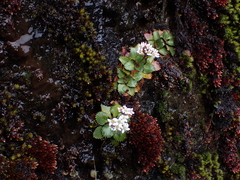 Micranthes rufidula (Micranthes rufidula)