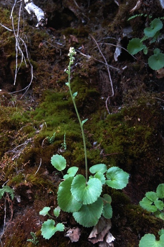 Micranthes spicata (Micranthes spicata)
