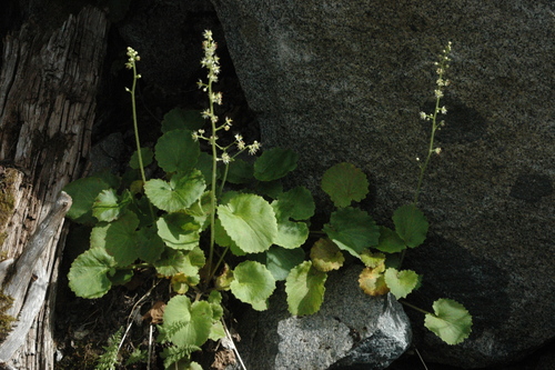 Micranthes spicata (Micranthes spicata)