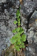 Micranthes spicata (Micranthes spicata)
