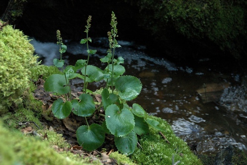Micranthes spicata (Micranthes spicata)