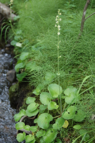 Micranthes spicata (Micranthes spicata)