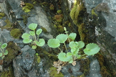 Micranthes spicata (Micranthes spicata)
