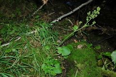 Micranthes spicata (Micranthes spicata)
