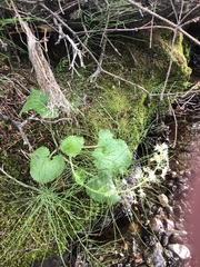 Micranthes spicata (Micranthes spicata)