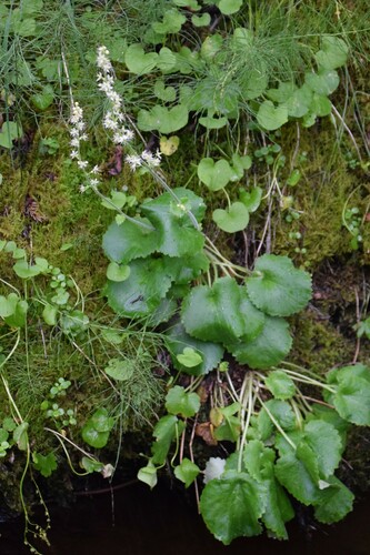 Micranthes spicata (Micranthes spicata)