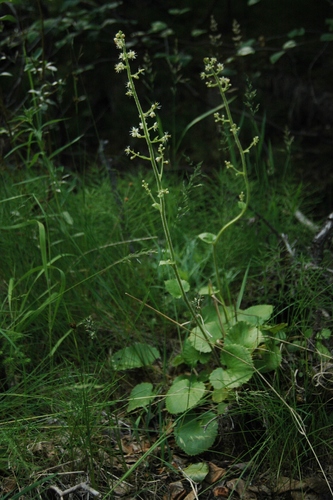 Micranthes spicata (Micranthes spicata)