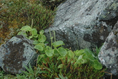 Micranthes spicata (Micranthes spicata)