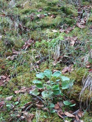 Micranthes spicata (Micranthes spicata)