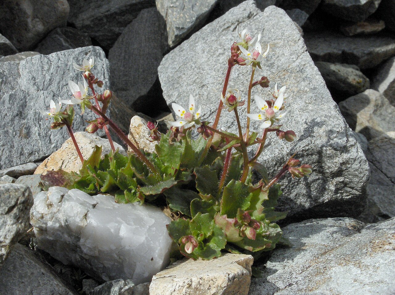 Micranthes stellaris: Saxifraga stellaris subsp stellaris in Cwm Tryfan, Snowdonia, Wales.
