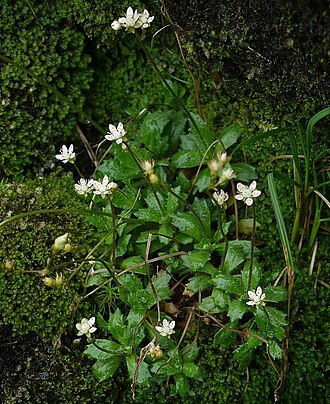 Micranthes stellaris: Starry saxifrage (Saxifraga stellaris) above Bizzle