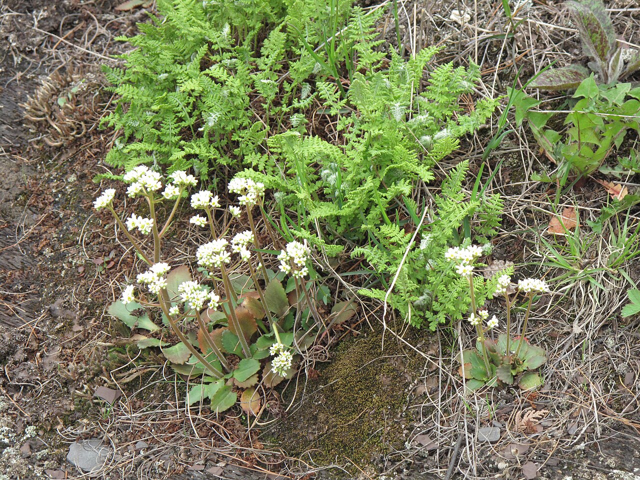 Early saxifrage: Nom français : saxifrage de Virginie. Nom anglais : early saxifrage. Inflorescences (fleurs) de saxifrage de Virginie, en milieu naturel.