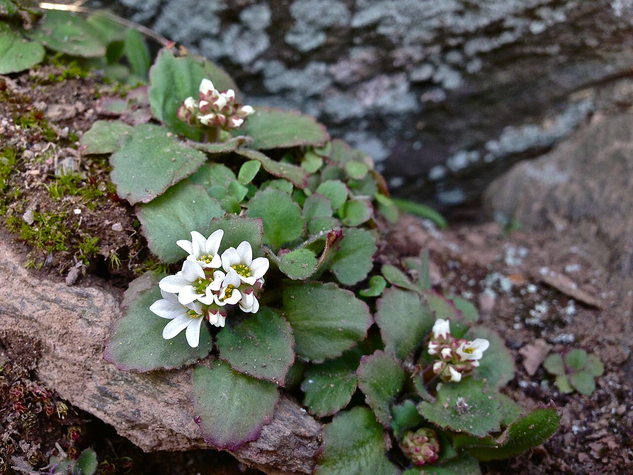 Early saxifrage: Last year I found this species flowering in late March, and the stems were several inches tall. These early ones seems to be playing it safe by staying close to