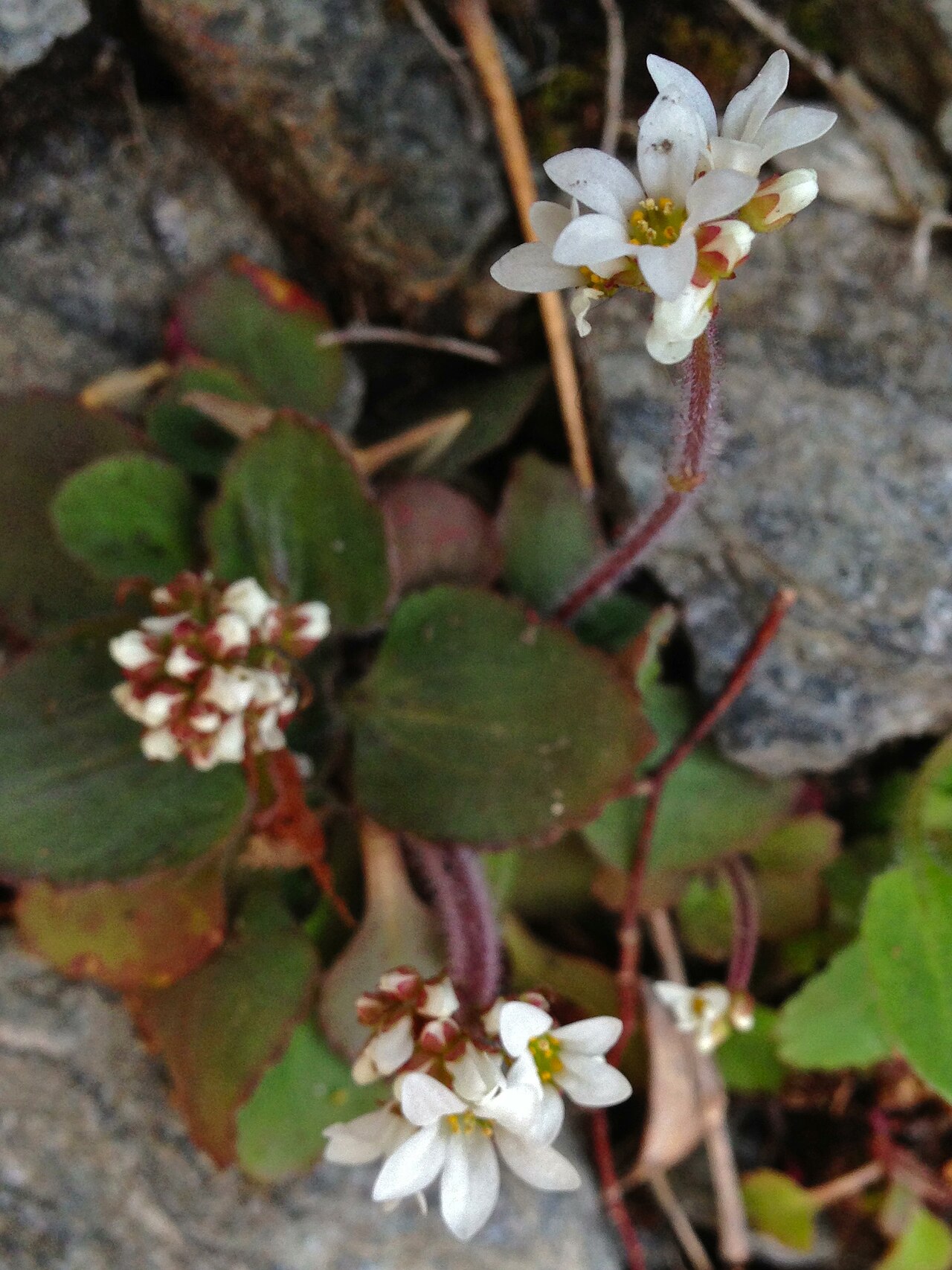 Early saxifrage: Recent genetic evidence has demonstrated that certain members of the Saxifragaceae family that have traditionally been categorized as members of the Saxifraga g