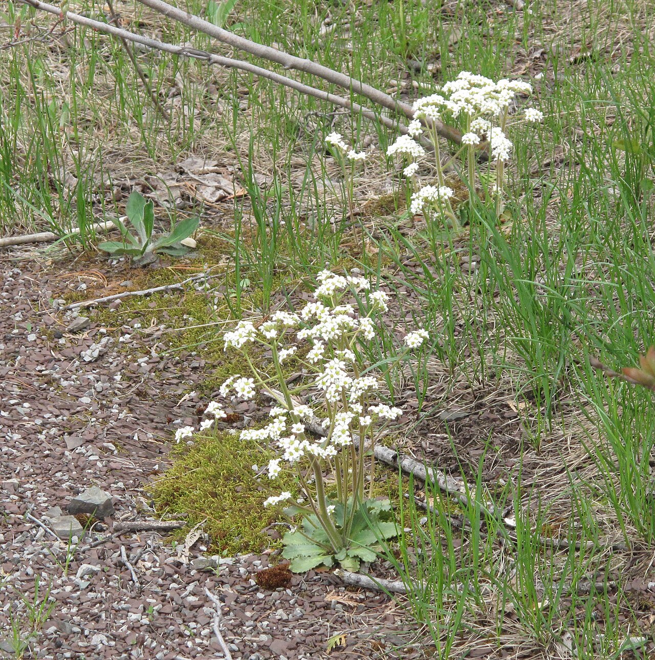 Early saxifrage: Nom français : saxifrage de Virginie. Nom anglais : early saxifrage. Inflorescences (fleurs) de saxifrage de Virginie, en milieu naturel.