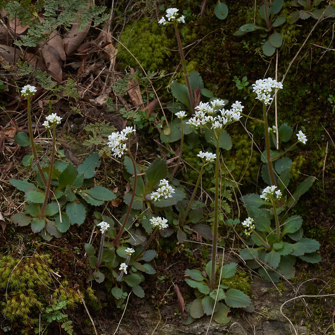 Early saxifrage: Photographed in Pulaski County, Arkansas