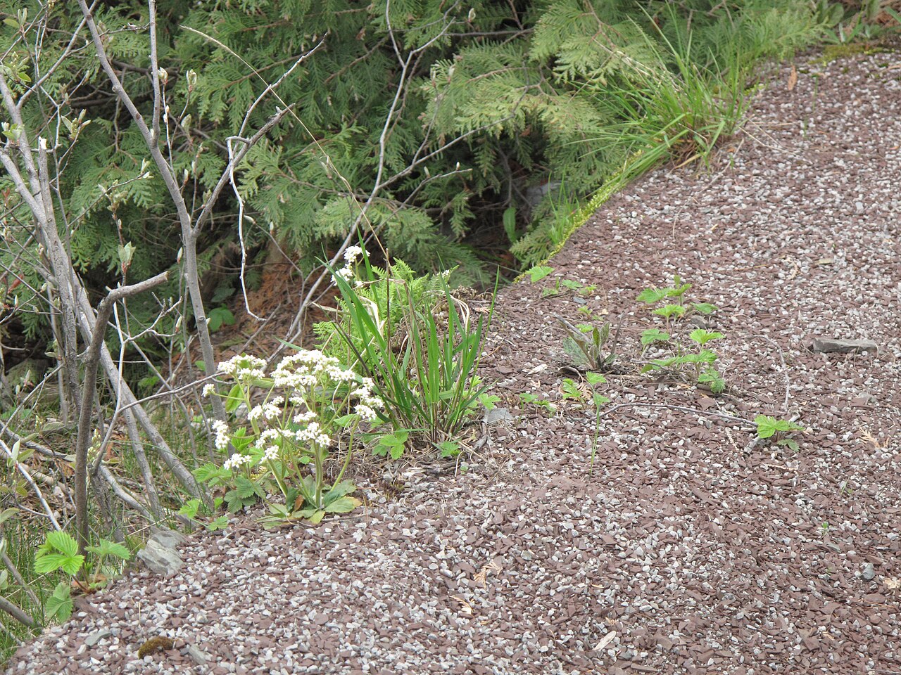 Early saxifrage: Nom français : saxifrage de Virginie. Nom anglais : early saxifrage. Inflorescences (fleurs) de saxifrage de Virginie, en milieu naturel.