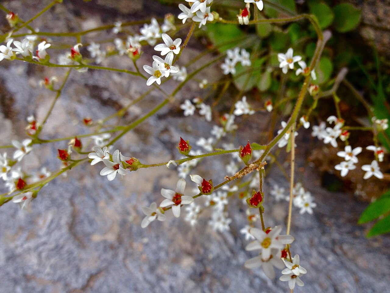 Early saxifrage: Photo of Micranthes virginiensis in flower. This is a native plant growing wild in Great Falls Park, Fairfax county Virginia, USA. This species is a member of t