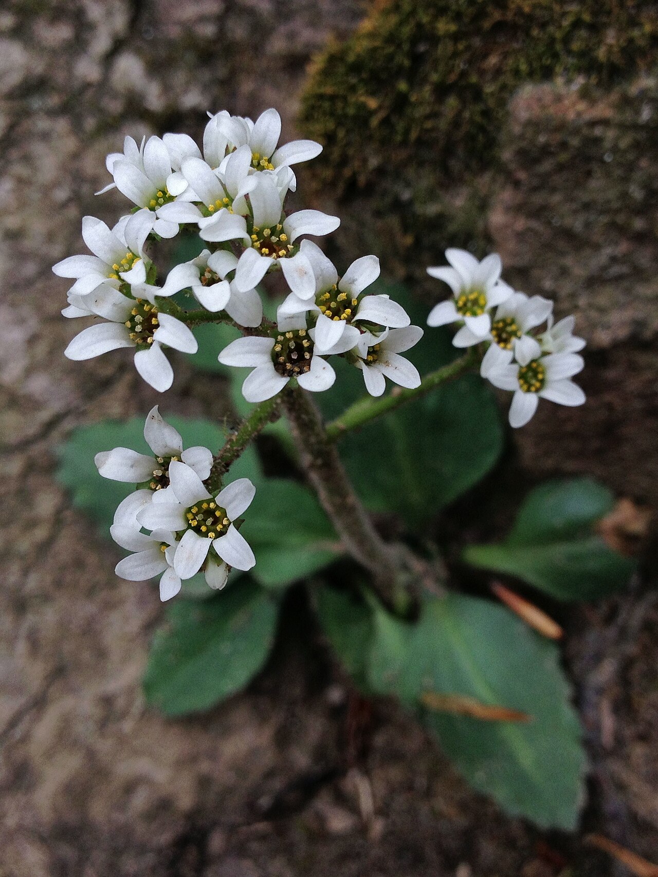 Early saxifrage: Photo of Micranthes virginiensis in flower. This is a native plant growing wild in Rock Creek Park, Washington, D.C., USA. This species is a member of the Saxif