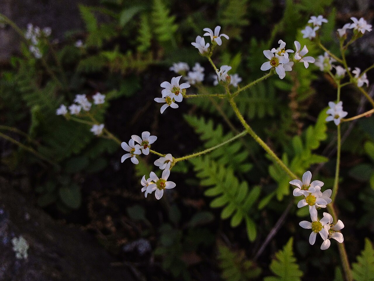 Early saxifrage: A final evening sunbeam illuminated these in a striking way. Recent genetic evidence has demonstrated that certain members of the Saxifragaceae family that have