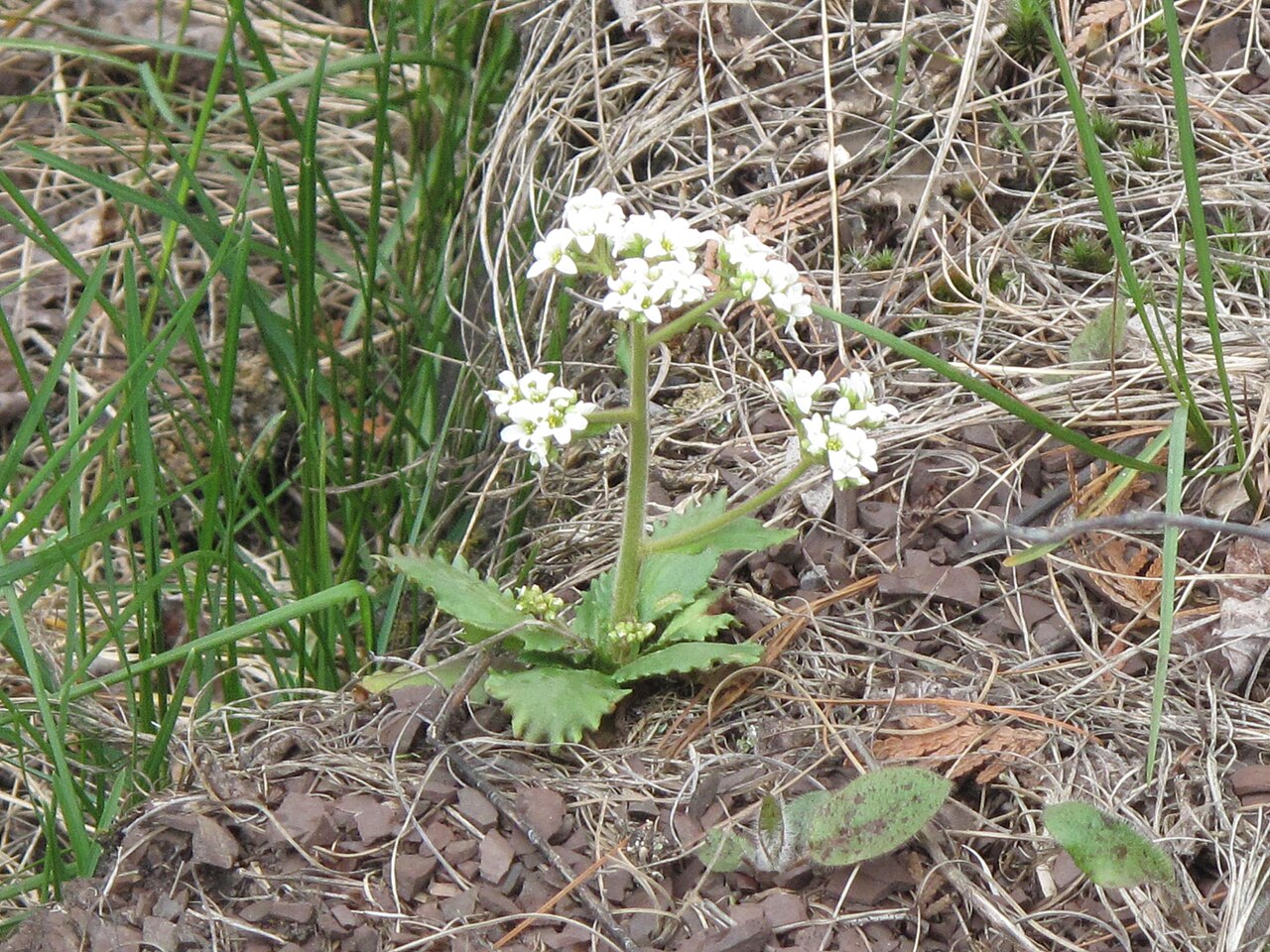 Early saxifrage: Nom français : saxifrage de Virginie. Nom anglais : early saxifrage. Inflorescences (fleurs) de saxifrage de Virginie, en milieu naturel.