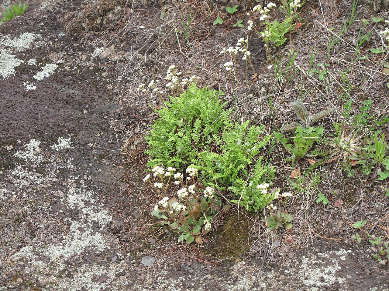 Early saxifrage: Nom français : saxifrage de Virginie. Nom anglais : early saxifrage. Plants de saxifrage de Virginie sur rocher (milieu naturel).