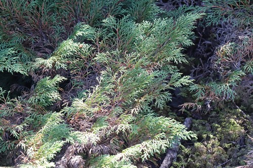 Siberian cypress (Microbiota decussata)