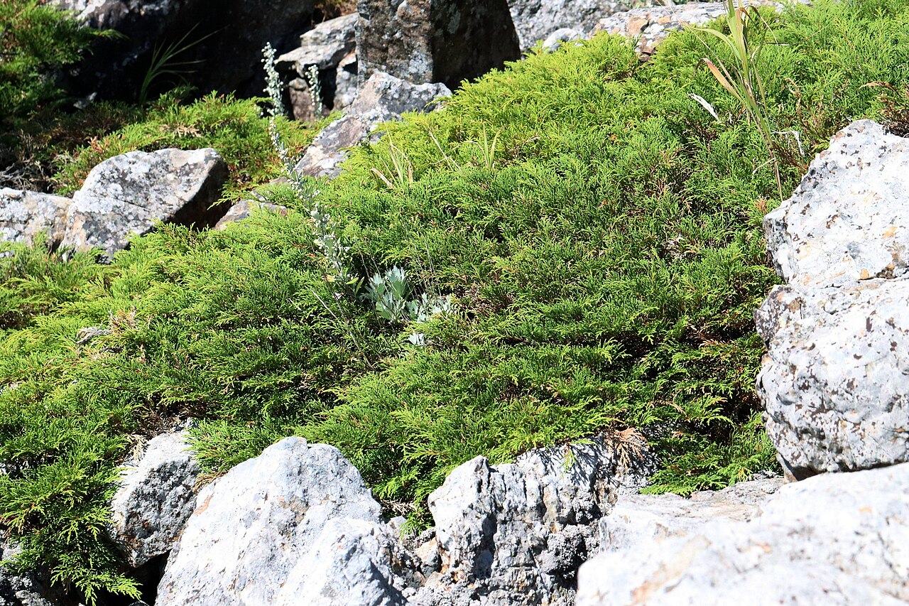 Siberian cypress: Microbiota decussata , Lavochka, Shkotovsky District, Primorsky Krai, Russia.