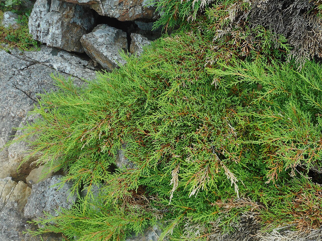 Siberian cypress: Microbiota decussata , Lavochka, Shkotovsky District, Primorsky Krai, Russia.