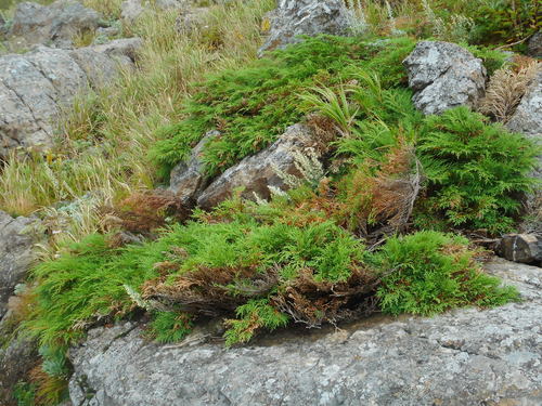 Siberian cypress (Microbiota decussata)