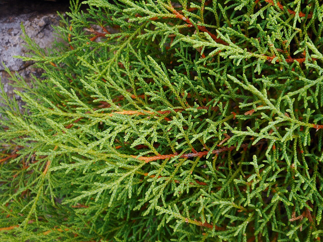 Siberian cypress: Microbiota decussata , Lavochka, Shkotovsky District, Primorsky Krai, Russia.