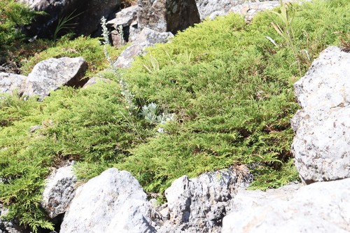 Siberian cypress (Microbiota decussata)