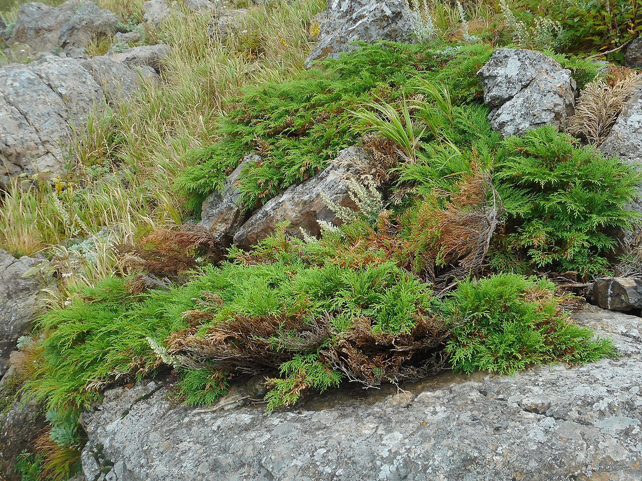 Siberian cypress: Microbiota decussata , Lavochka, Shkotovsky District, Primorsky Krai, Russia.