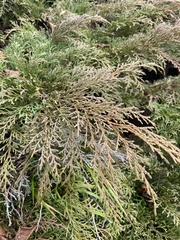 Siberian cypress (Microbiota decussata)