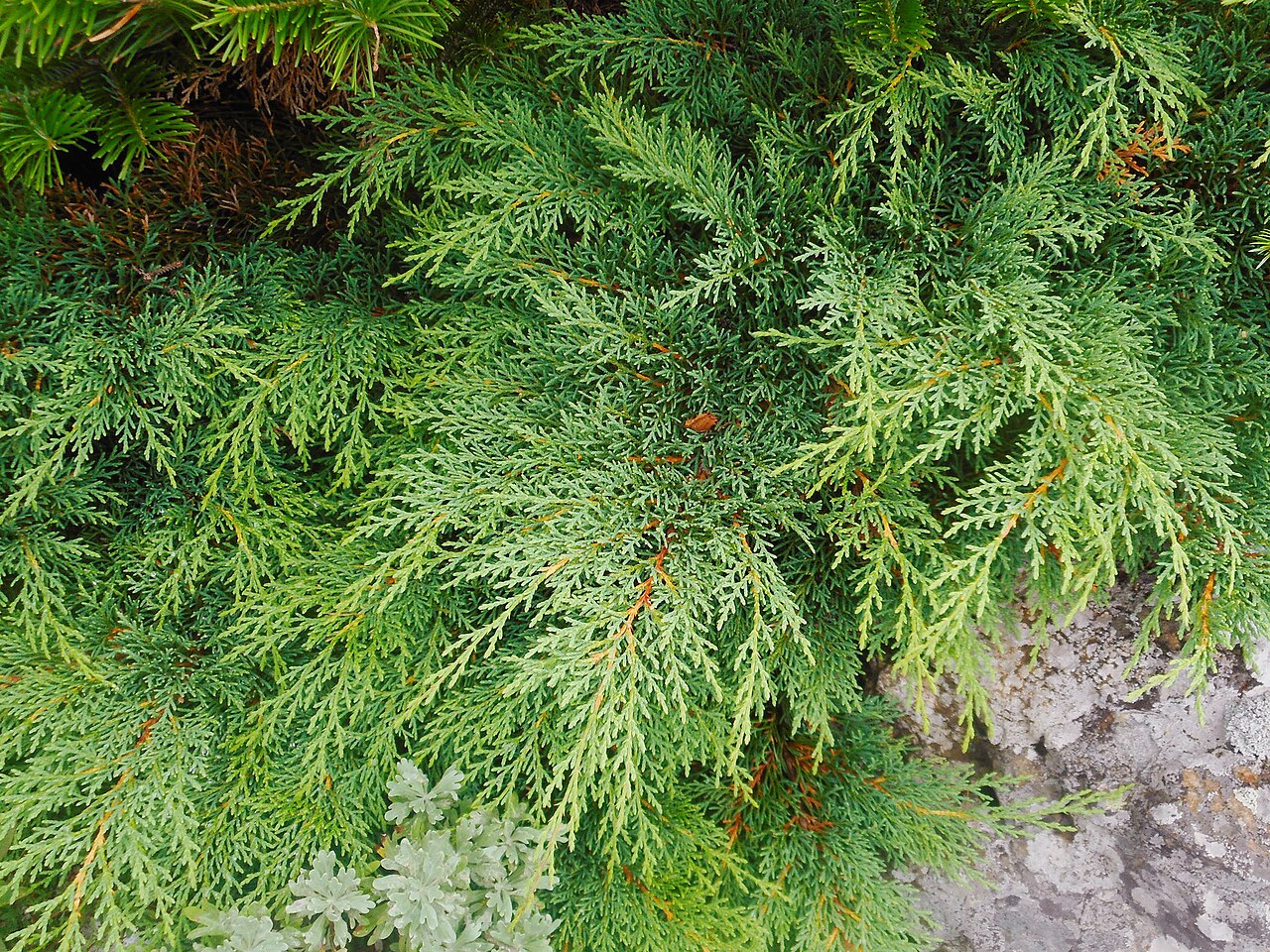 Siberian cypress: Microbiota decussata , Lavochka, Shkotovsky District, Primorsky Krai, Russia.