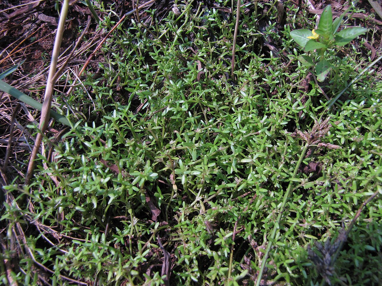 Chickweed sparrow: Photos of plants taken by V C Balakrishnan