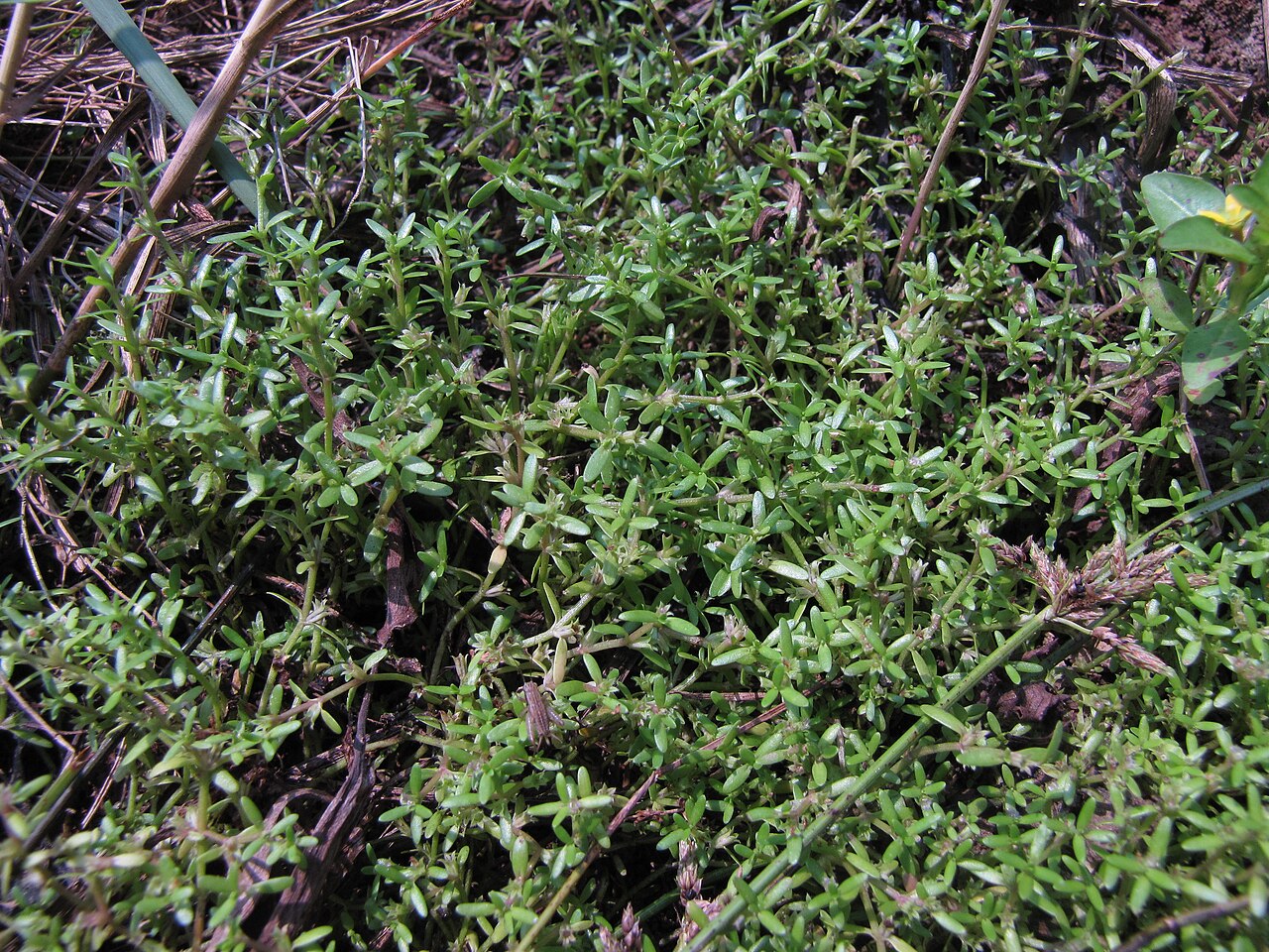 Chickweed sparrow: Photos of plants taken by V C Balakrishnan