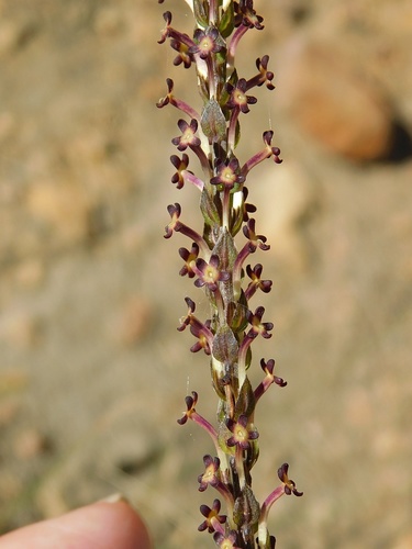 Microdon dubius (Microdon dubius)